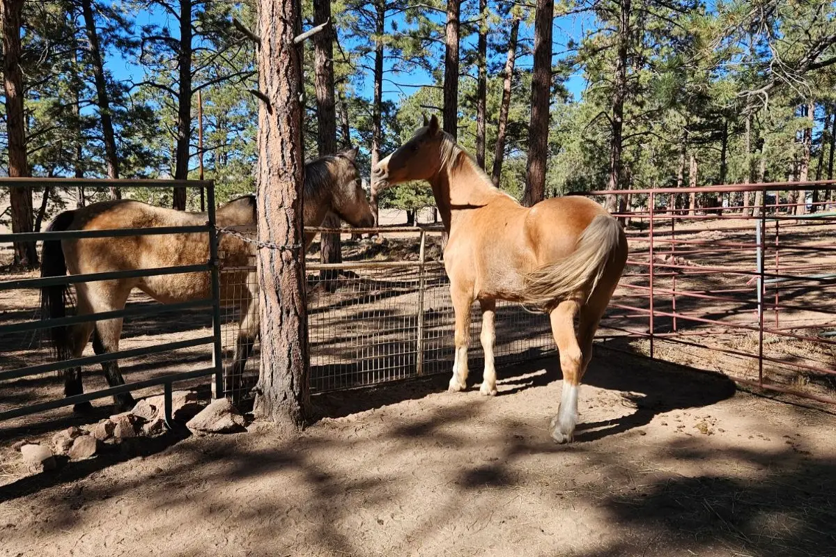 Horseback Riding photo 7