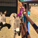 young girls saying hello to donkeys Colorado Jeep Tours