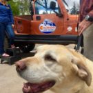 yellow lab dog enjoying the Colorado Jeep Tour