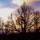 bare trees with sunset in background