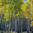 Colorado's changing leaves showing light green and yellow leaf aspen Colorado Jeep Tours