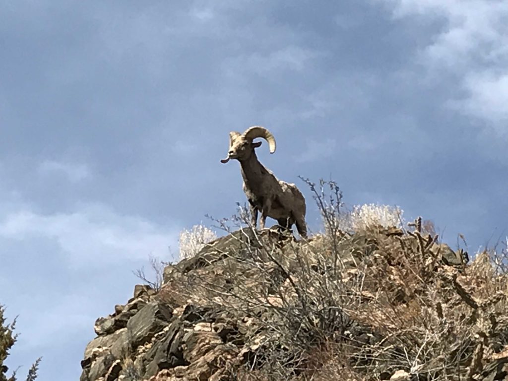 a Ram on a Royal Gorge tour