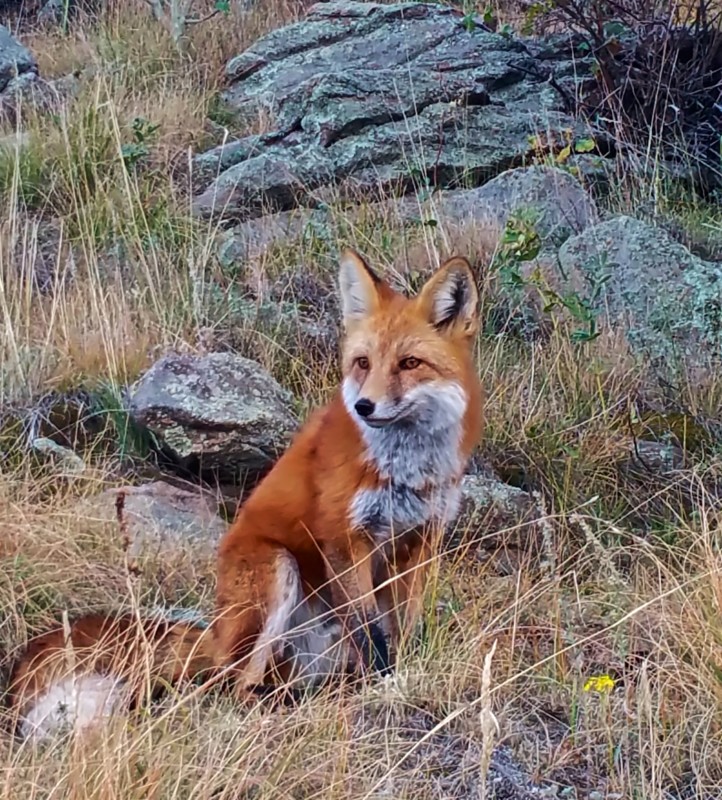 Red-Fox-One-close-up