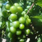 close up photo of wine grapes Colorado Jeep and Wine Tours