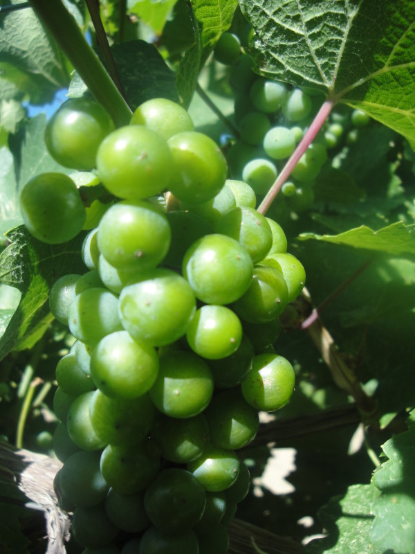 Riesling-Grapes