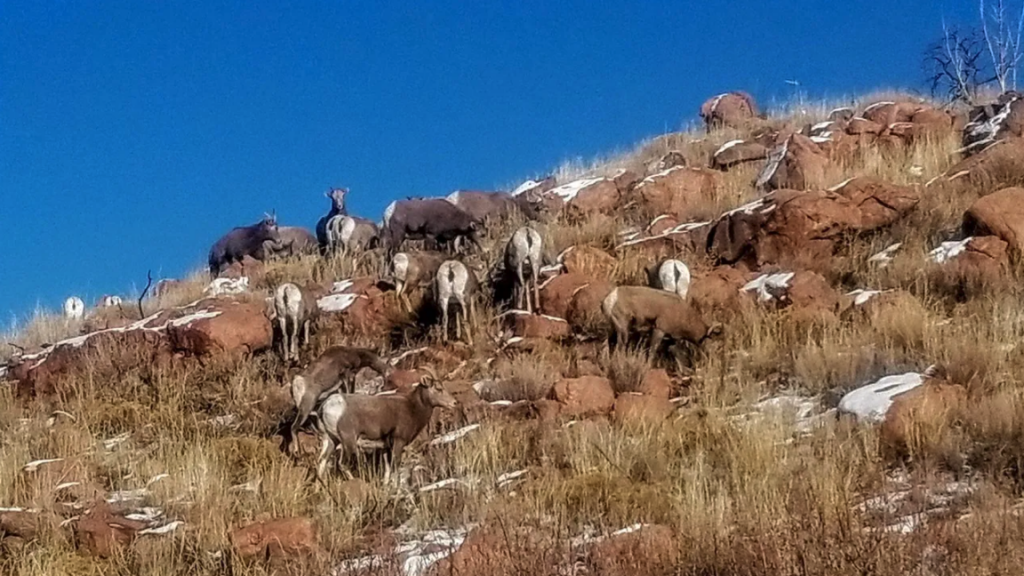 Deer Ram and Bucks graze the mountains Royal Gorge Canon City Colorado