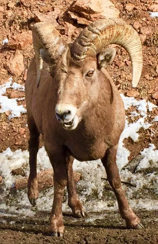 close up of Ram during a tour Royal Gorge Canon City Colorado